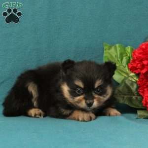 Evaline, Pomeranian Puppy